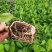广西农科院香蕉苗、西贡粉蕉苗、金粉一号蕉苗、广粉蕉苗
