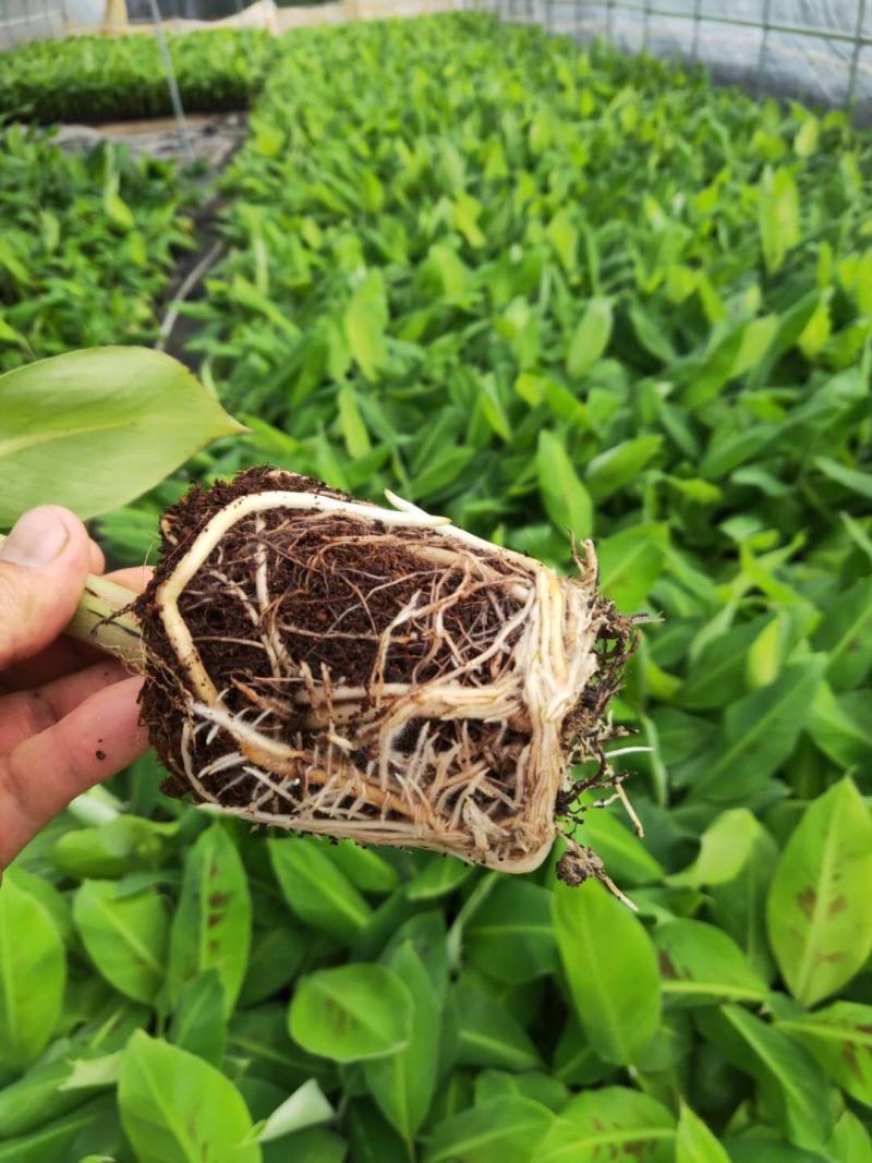 广西农科院香蕉苗、西贡粉蕉苗、金粉一号蕉苗、广粉蕉苗