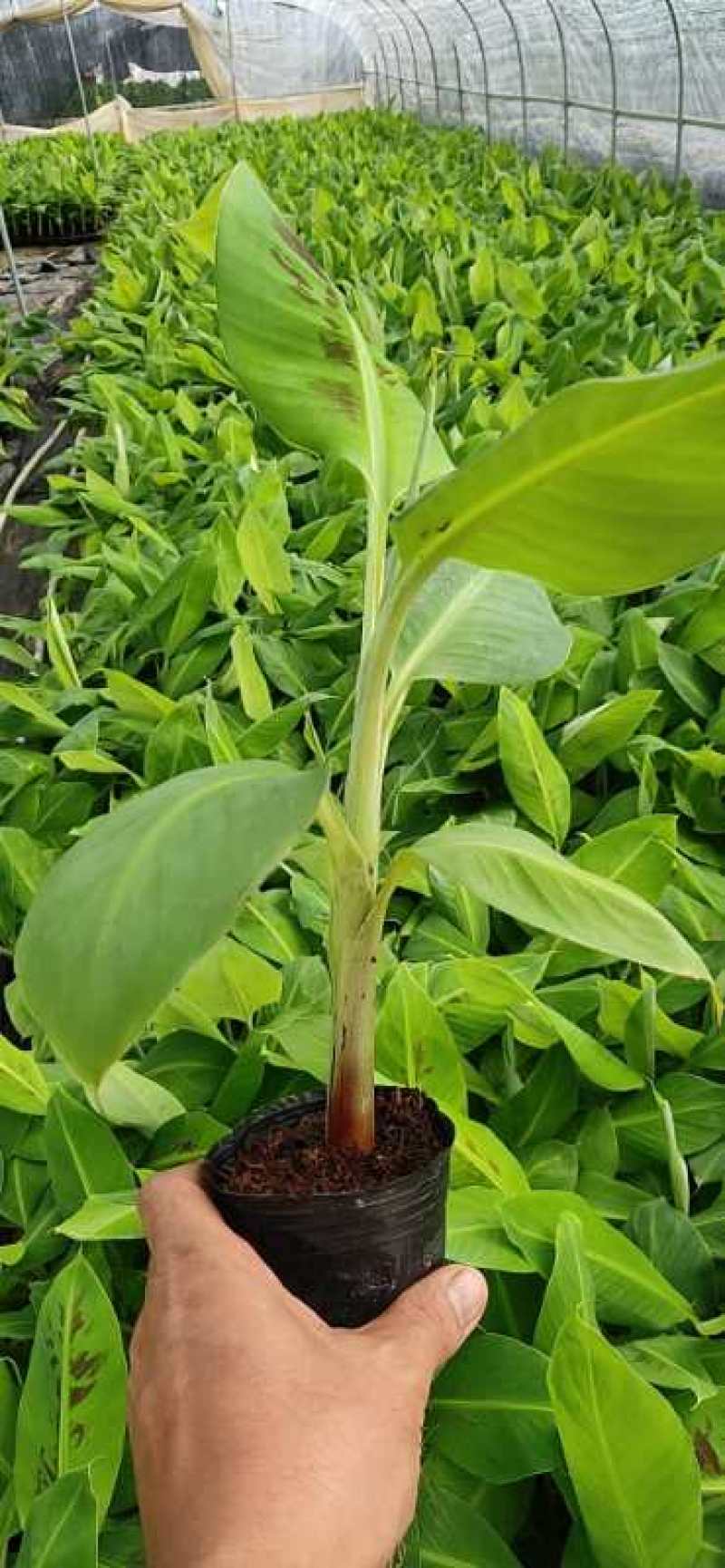广西农科院香蕉苗、西贡粉蕉苗、金粉一号蕉苗、广粉蕉苗