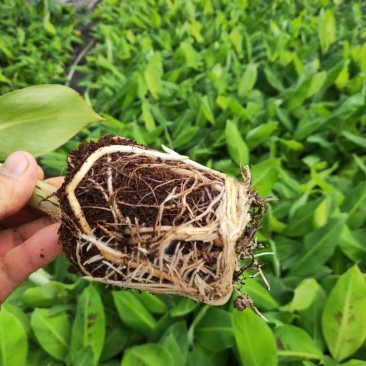 广西农科院制种香蕉苗～西贡粉蕉～红香蕉苗、金粉一号蕉苗、