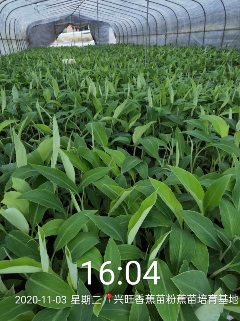 广西农科院制种香蕉苗～西贡粉蕉～红香蕉苗、金粉一号蕉苗、