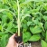 广西农科院制种香蕉苗～西贡粉蕉～红香蕉苗、金粉一号蕉苗、