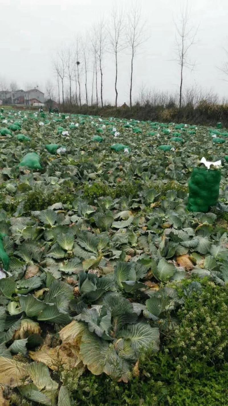 靓包菜，保质保量，供应优质包菜产地团队代办欢迎联系