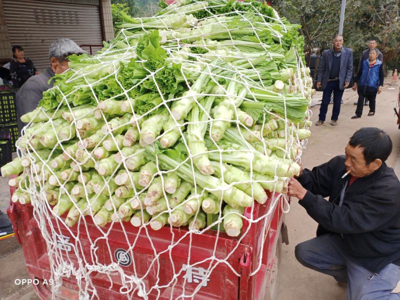 棒菜大量上市，货源充足做工精细.欢迎各位老板电话联系