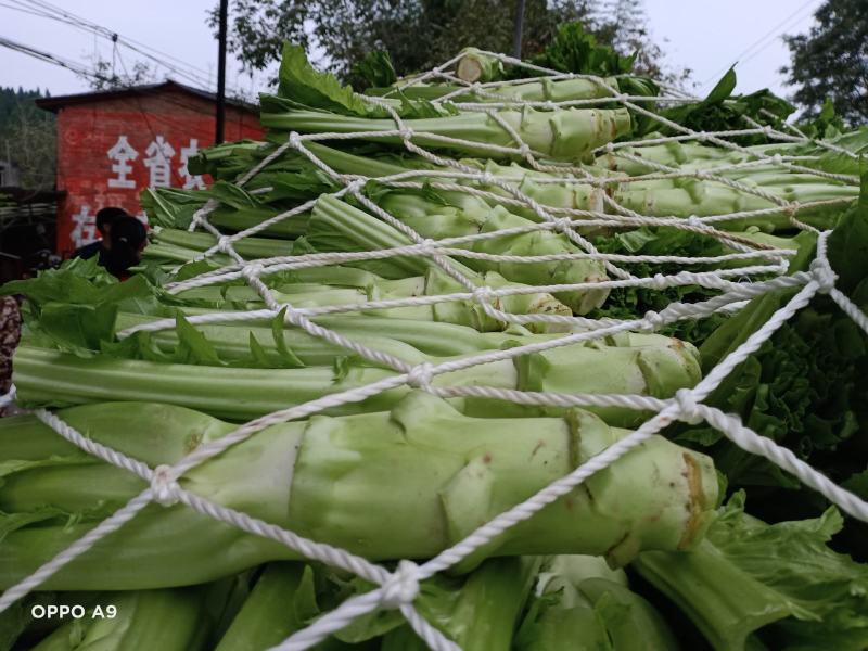 棒菜大量上市，货源充足做工精细.欢迎各位老板电话联系