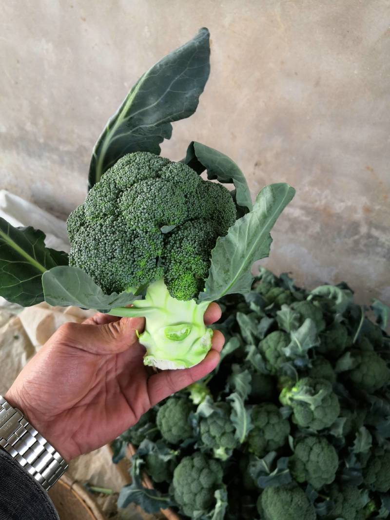 精品西兰花大量有货产地直发视频看货质量保证价格便宜