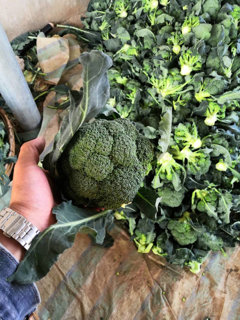 精品西兰花大量有货产地直发视频看货质量保证价格便宜