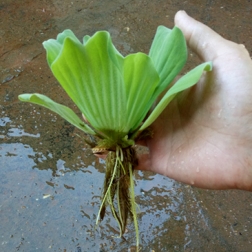 水芙蓉水培陆碗莲虾鱼龟缸造景观圆心小浮萍槐叶萍水葫芦浮萍