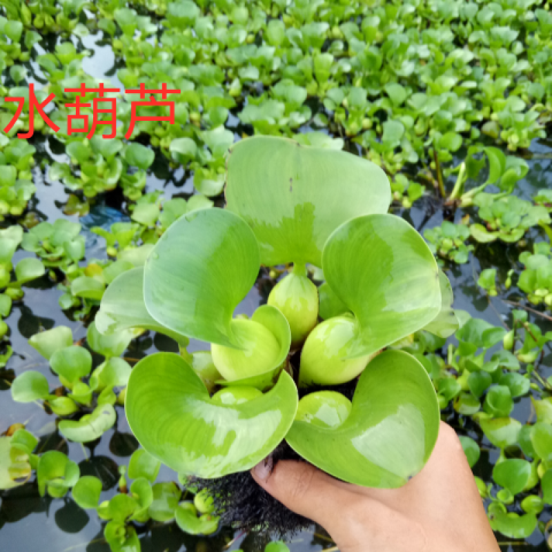 水芙蓉水培陆碗莲虾鱼龟缸造景观圆心小浮萍槐叶萍水葫芦浮萍