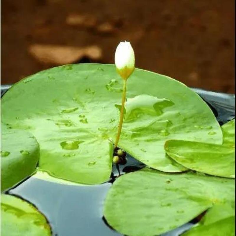 水芙蓉水培陆碗莲虾鱼龟缸造景观圆心小浮萍槐叶萍水葫芦浮萍