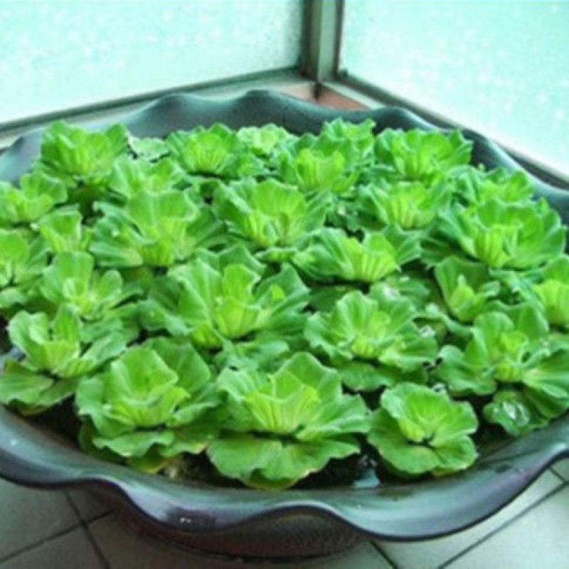 水芙蓉水培陆碗莲虾鱼龟缸造景观圆心小浮萍槐叶萍水葫芦浮萍