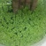 水芙蓉水培陆碗莲虾鱼龟缸造景观圆心小浮萍槐叶萍水葫芦浮萍