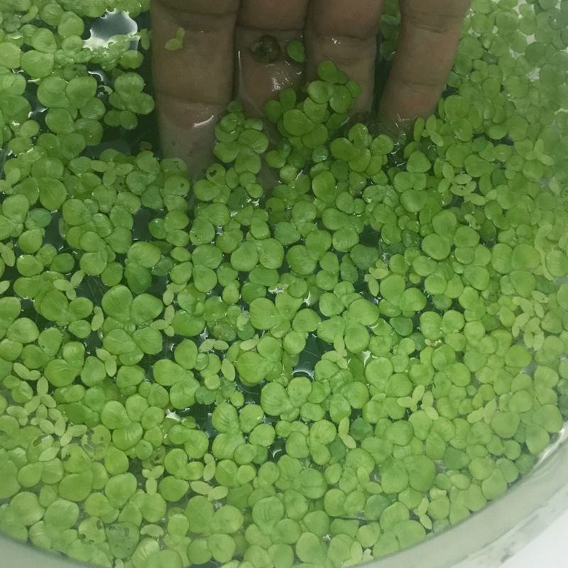 水芙蓉水培陆碗莲虾鱼龟缸造景观圆心小浮萍槐叶萍水葫芦浮萍