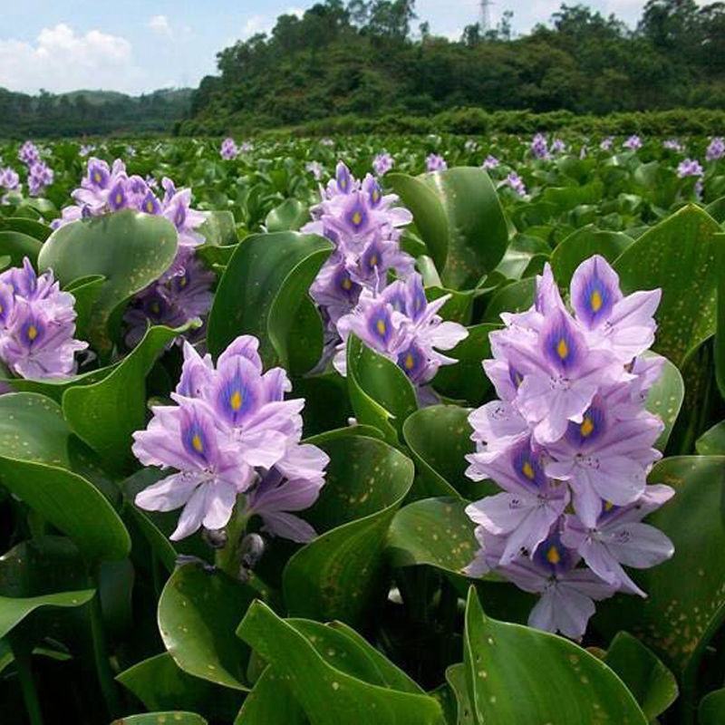 水芙蓉水培陆碗莲虾鱼龟缸造景观圆心小浮萍槐叶萍水葫芦浮萍