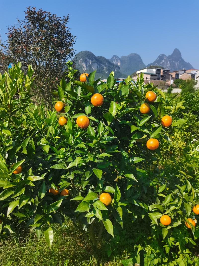 东方红桔大量上市，欢迎各位老板光临