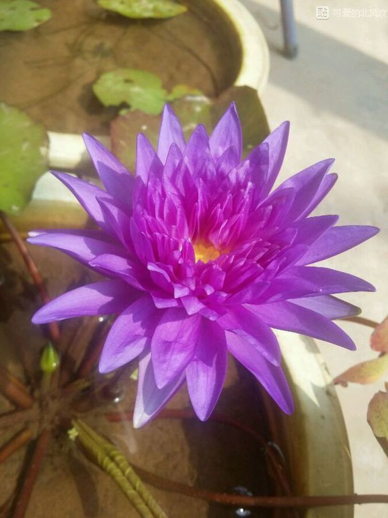 进口精品耐寒睡莲花根块水培植物水生根块睡莲带花带花苞四季