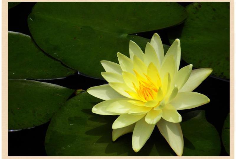 进口精品耐寒睡莲花根块水培植物水生根块睡莲带花带花苞四季