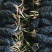 进口精品耐寒睡莲花根块水培植物水生根块睡莲带花带花苞四季