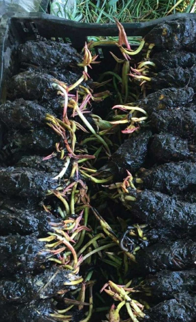 进口精品耐寒睡莲花根块水培植物水生根块睡莲带花带花苞四季