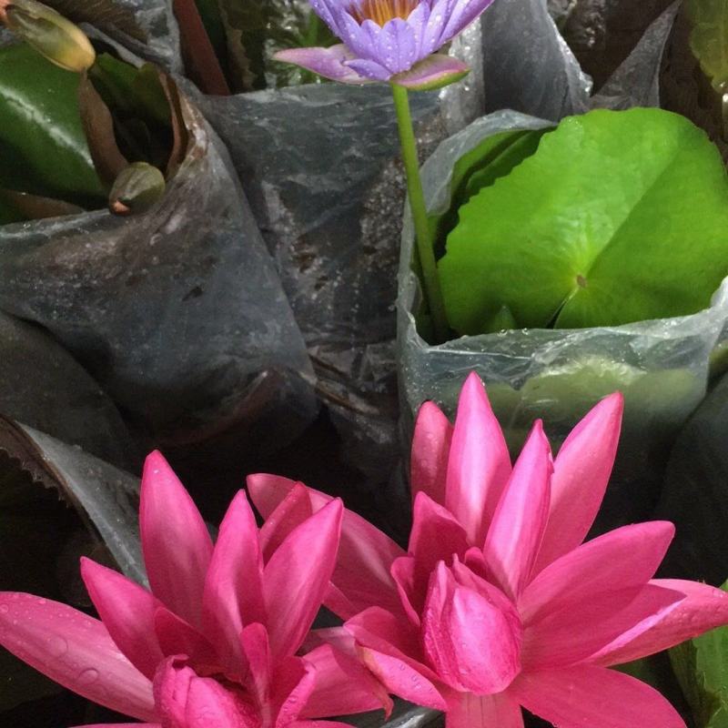 进口精品耐寒睡莲花根块水培植物水生根块睡莲带花带花苞四季