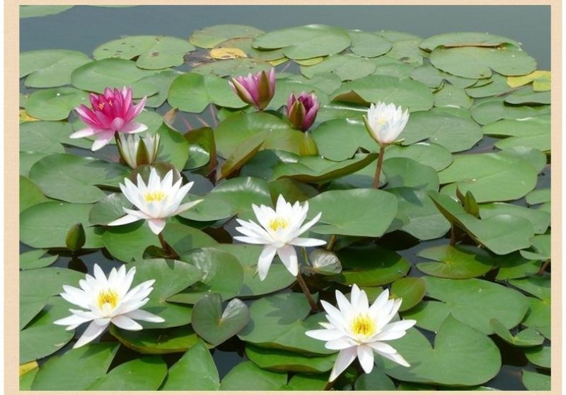 进口精品耐寒睡莲花根块水培植物水生根块睡莲带花带花苞四季