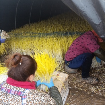 蒜黄基地在金乡城北，质量好。实际价格电话沟通