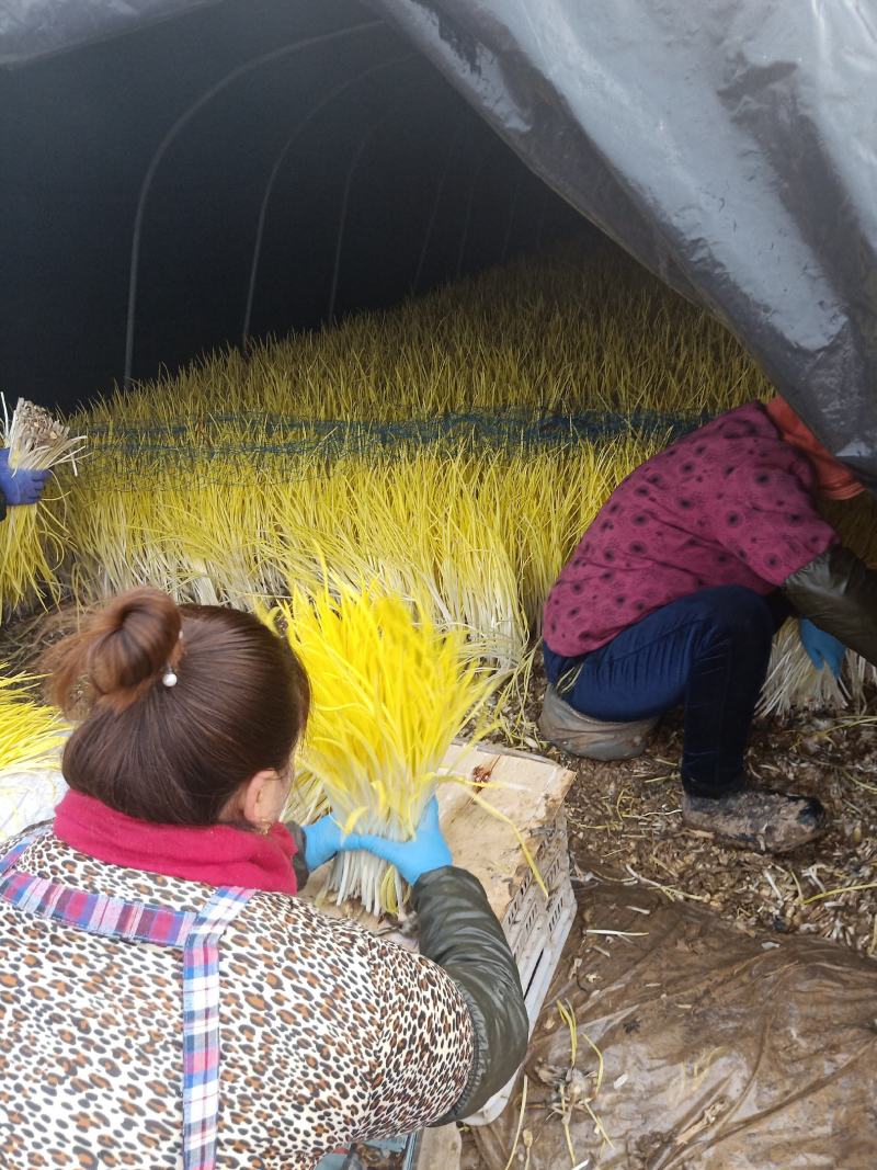 蒜黄基地在金乡城北，质量好。实际价格电话沟通