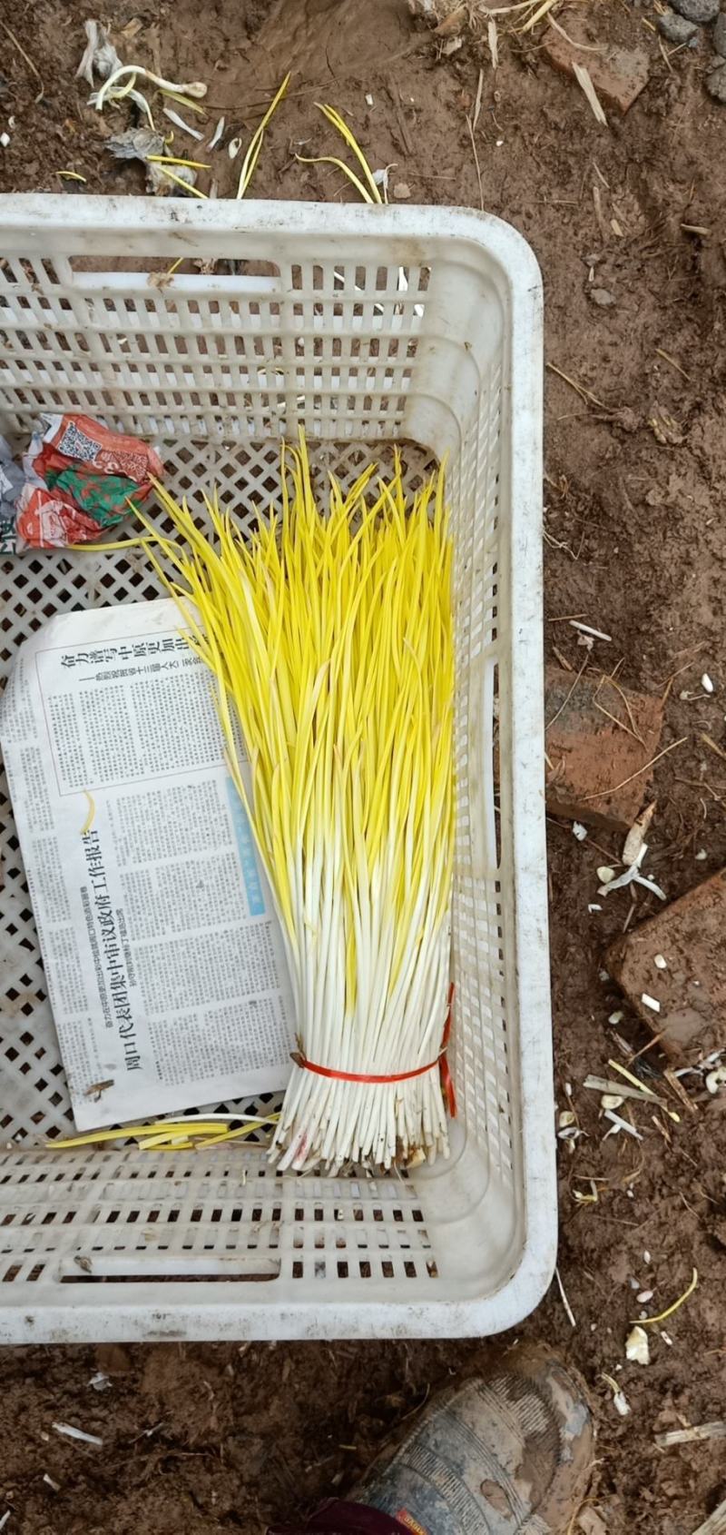 蒜黄基地在金乡城北，质量好。实际价格电话沟通