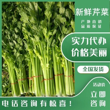 【今日推荐】芹菜山东芹菜新鲜芹菜现摘现发欢迎咨询