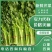 济宁优质西芹芹菜产地批发芹菜，一手货源代发全国各市场