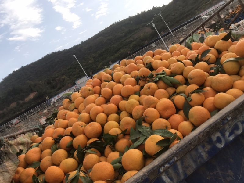 精品蜜桔大量现货有需要联系我们