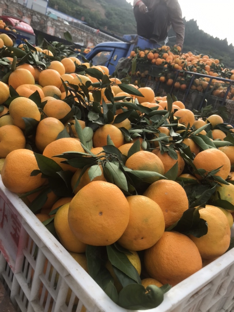 精品蜜桔大量现货有需要联系我们