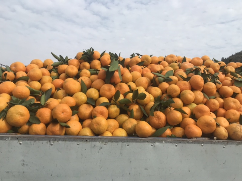 精品蜜桔大量现货有需要联系我们