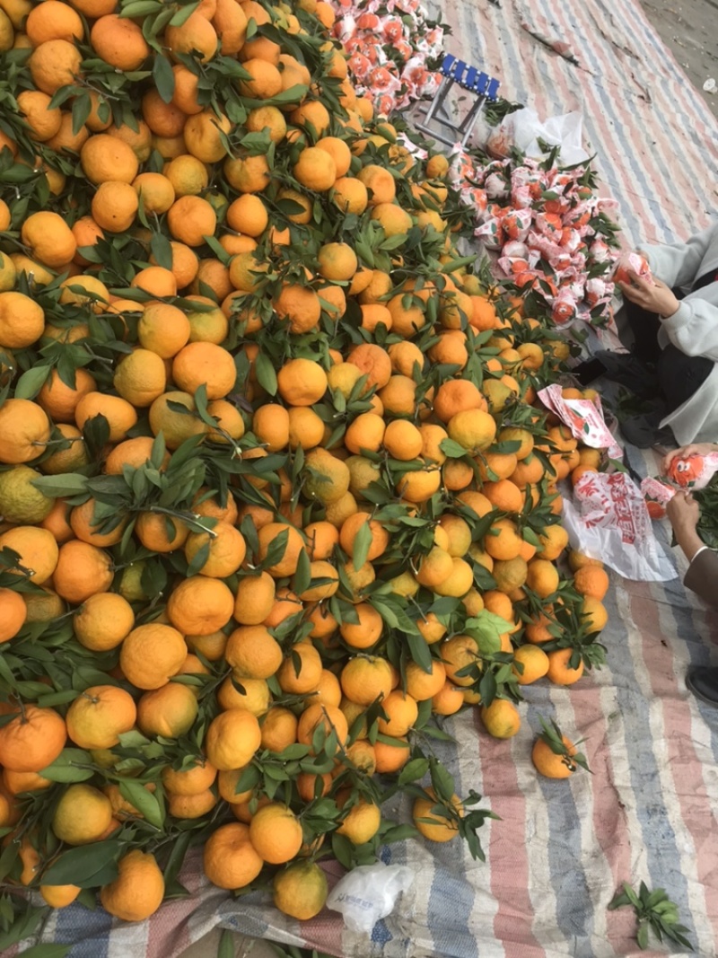 精品蜜桔大量现货有需要联系我们