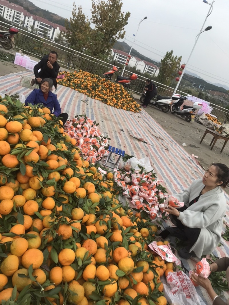 精品蜜桔大量现货有需要联系我们
