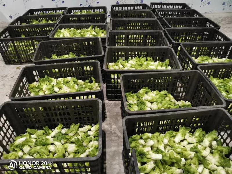 整颗精品儿菜大量出货
