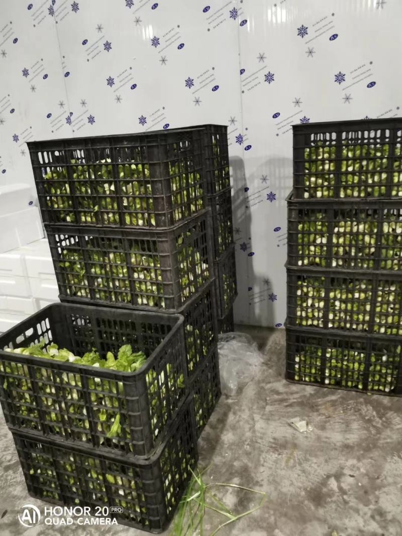 整颗精品儿菜大量出货