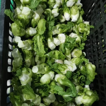 整颗精品儿菜大量出货
