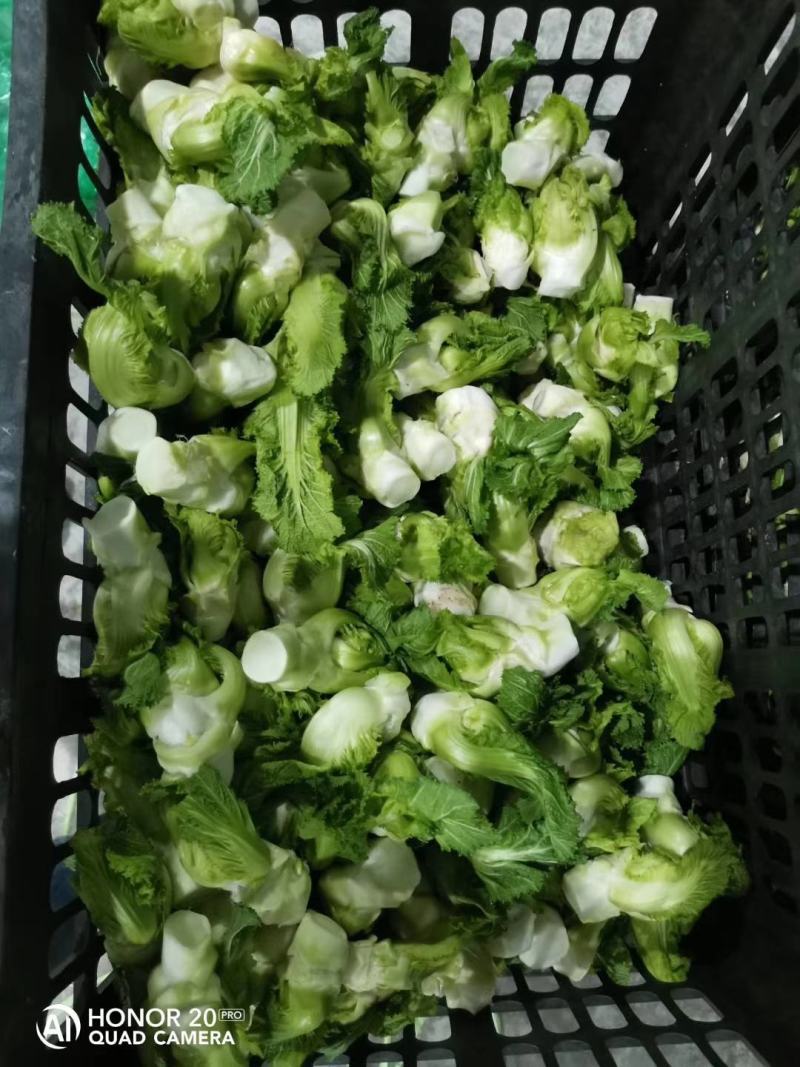 整颗精品儿菜大量出货