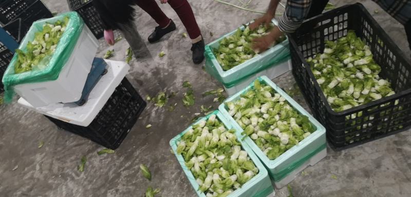 整颗精品儿菜大量出货