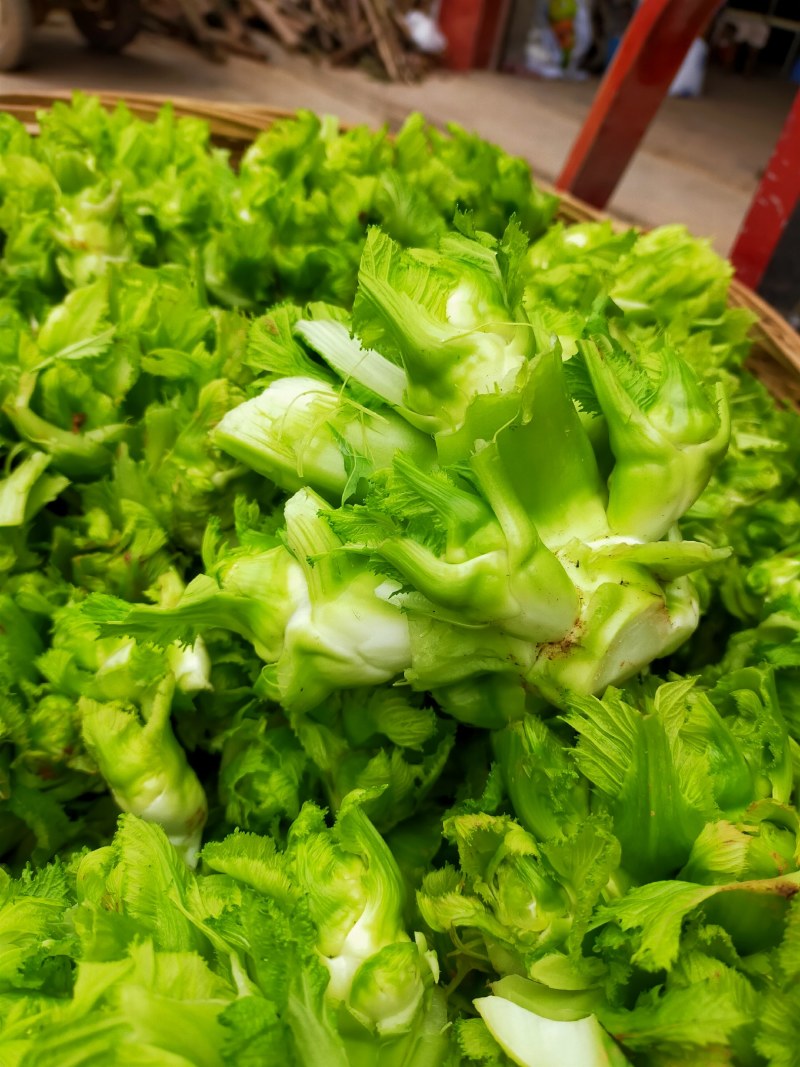 儿菜！榨菜！棒棒菜长期量大，整车整发！！！
