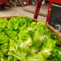 儿菜！榨菜！棒棒菜长期量大，整车整发！！！