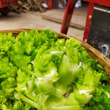 儿菜！榨菜！棒棒菜长期量大，整车整发！！！