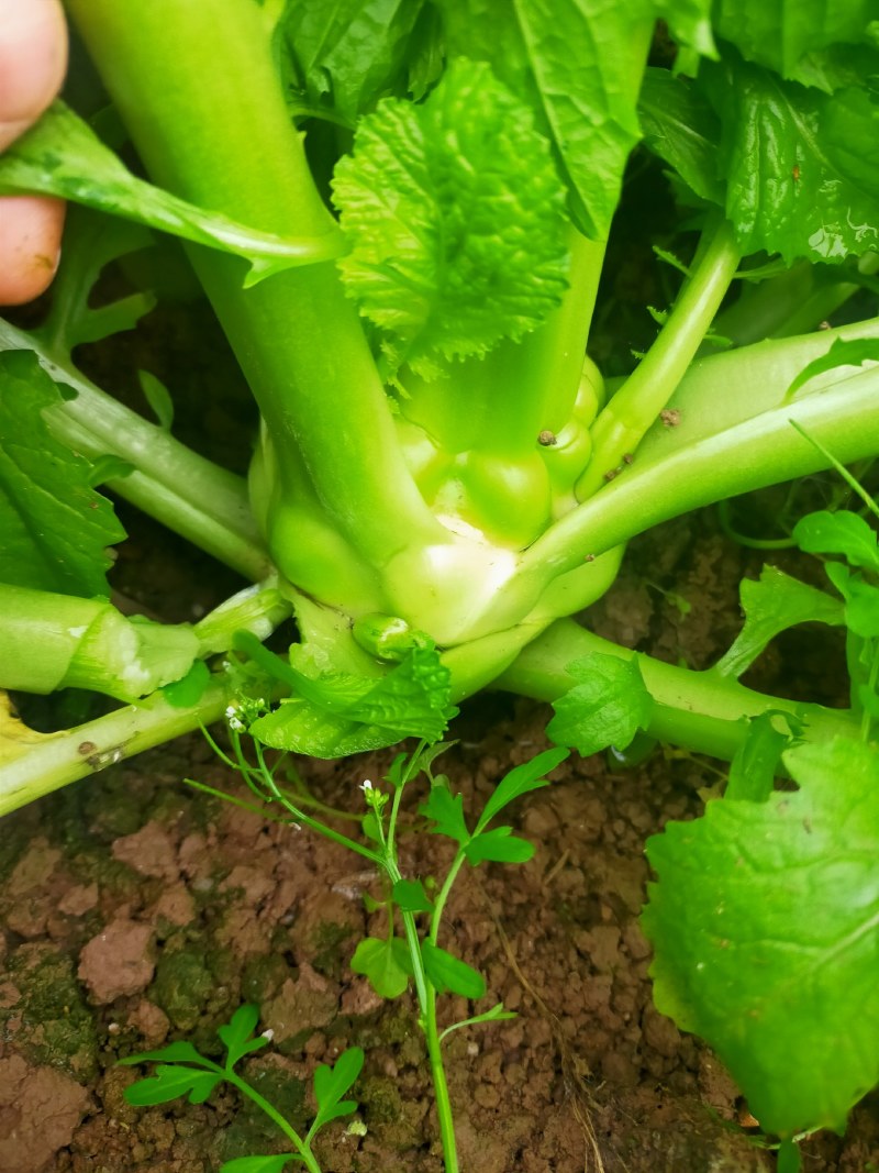 儿菜！榨菜！棒棒菜长期量大，整车整发！！！
