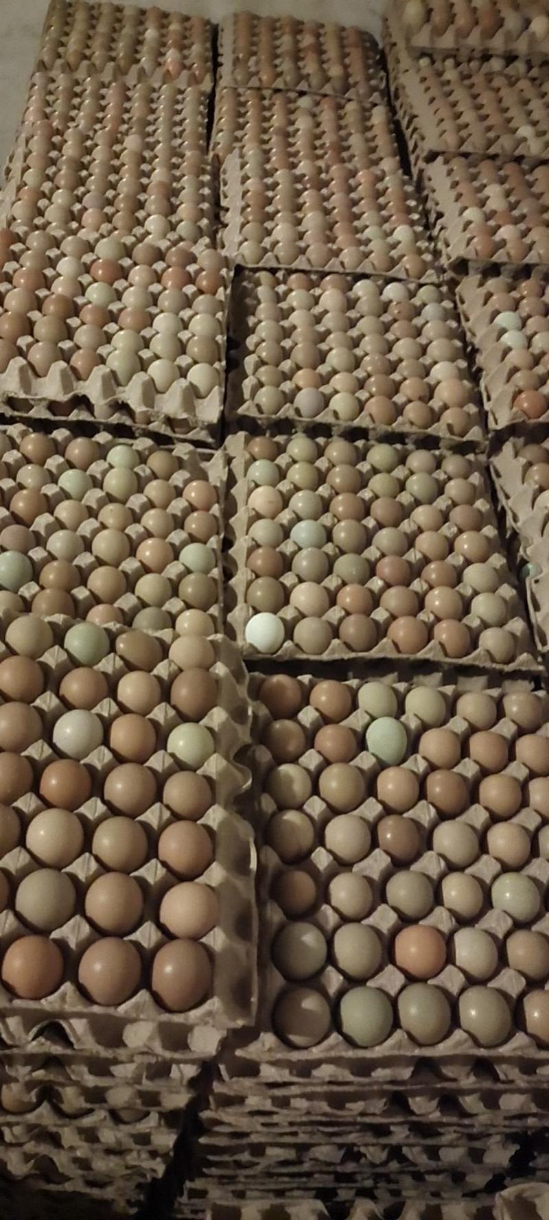 常年供应优质新鲜野鸡蛋，不断货，量大优惠，期待与您合作！