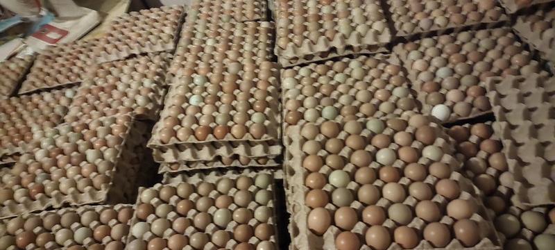 常年供应优质新鲜野鸡蛋，不断货，量大优惠，期待与您合作！