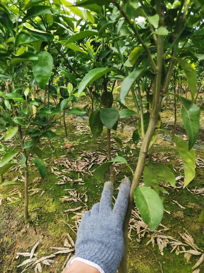 沃柑移栽大苗，种植一年结果，免费技术服务