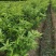 沃柑移栽大苗，种植一年结果，免费技术服务