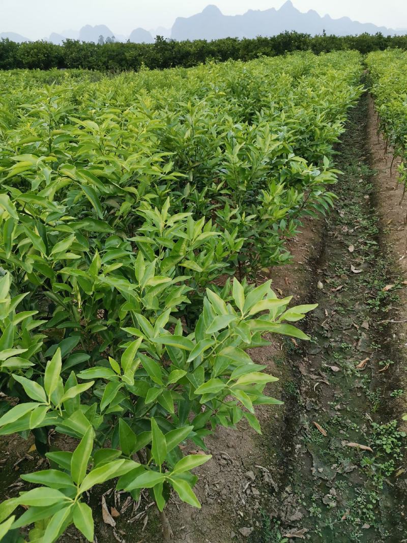 沃柑移栽大苗，种植一年结果，免费技术服务