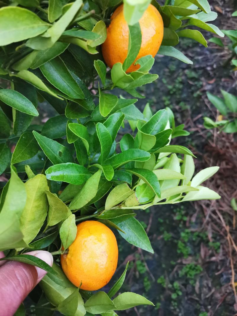 广东金葵早熟沙糖桔苗，包正宗假一赔十，提供免费种植技术。